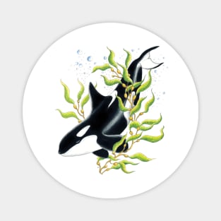 Orca Whale in Kelp forest Ink drawing Magnet